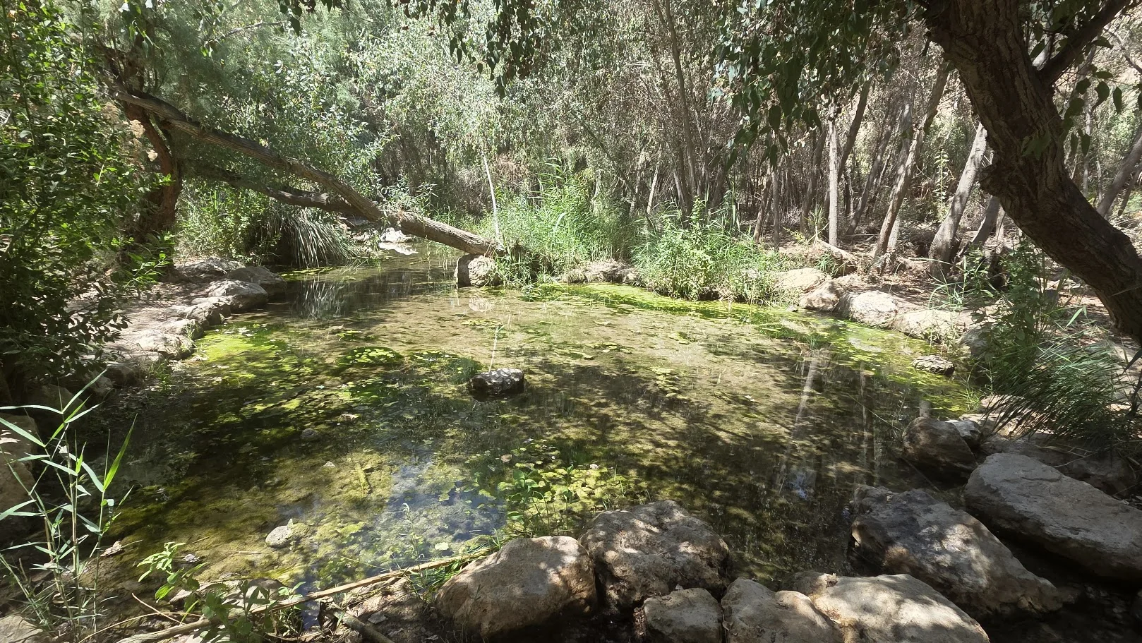 מים בעין פשחה